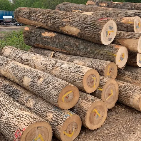 European White Ash Logs