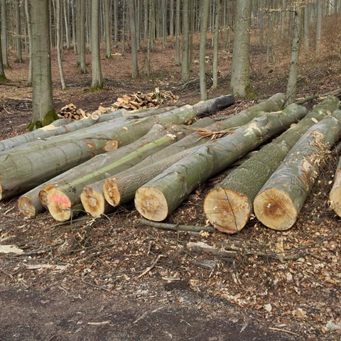 European Beech Logs